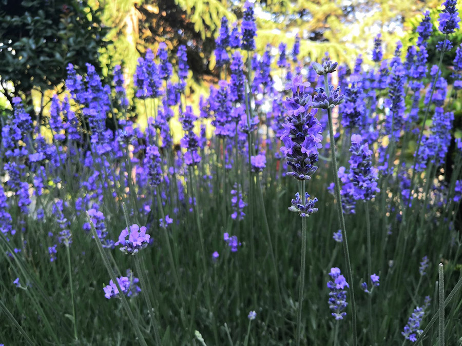 все краски лавандовых полей в крыму фото 