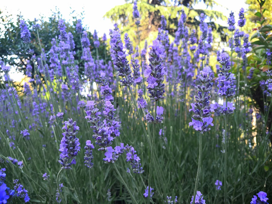 Лаванда в Крыму фотозона