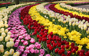 Парад тюльпанов в Крыму весной 2020