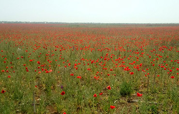 Проведите майский отдых в Крыму
